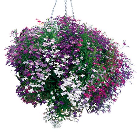 Unbranded Lobelia Cascade Mixed Seeds Average Seeds 5000