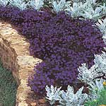 Unbranded Lobelia Crystal Palace Compacta Seeds