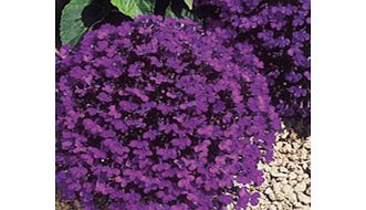 Unbranded Lobelia Crystal Palace Plants