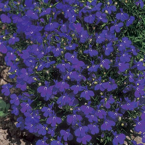 Lobelia Crystal Palace Seeds