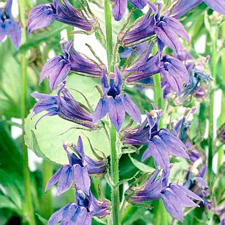 Unbranded Lobelia Fan Blue Plants Pack of 16 Pot Ready