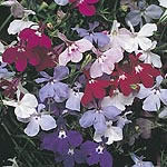 Lobelia Fountain Series Seeds - Mixture