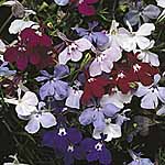 Unbranded Lobelia Fountain Series Seeds - Rose 421078.htm