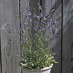 Unbranded Lobelia Kalmii Blue Shadow Seeds