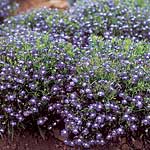 Unbranded Lobelia Mrs. Clibran Improved Seeds 420692.htm