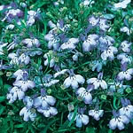 Unbranded Lobelia Regatta Blue Splash Seeds 420757.htm