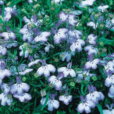 Unbranded Lobelia Regatta Blue Splash Seeds Average Seeds