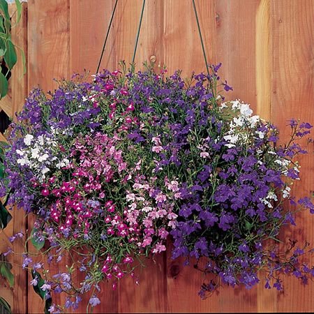 Unbranded Lobelia Regatta Mixed Plants (Trailing) Pack of