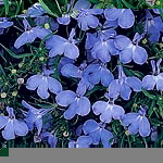 Unbranded Lobelia Riveria Sky Blue Seeds 421396.htm