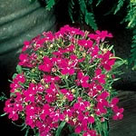 Unbranded Lobelia Riviera Rose Seeds 423958.htm