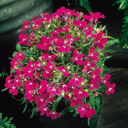 Unbranded Lobelia Riviera Rose Seeds Average Seeds 2700