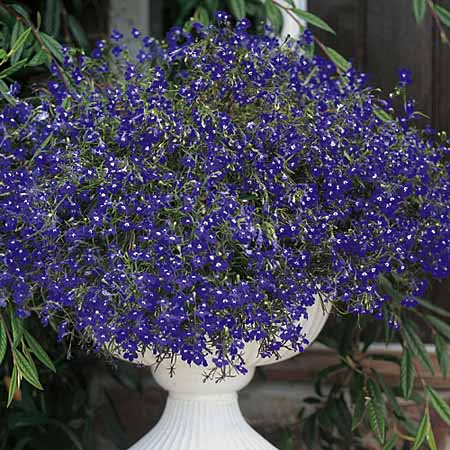 Unbranded Lobelia Sapphire Plants (Trailing) Pack of 150