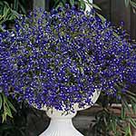 Unbranded Lobelia Sapphire Seeds 420781.htm