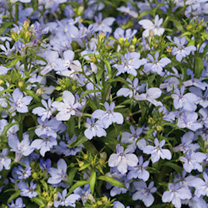 Unbranded Lobelia Seeds - Light Blue