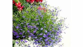 Unbranded Lobelia Seeds - Monsoon Easicote