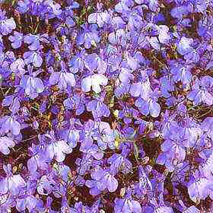 Unbranded Lobelia Trailing Blue Cascade Seeds