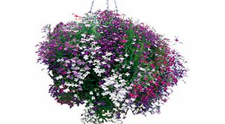 Unbranded Lobelia Trailing Plants - Cascade Mix