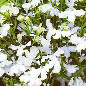 Unbranded Lobelia Trailing White Cascade Seeds