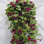 Unbranded Lofos Burgundy Falls Plants