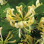 Unbranded Lonicera Periclymenum Heaven Scent Plant