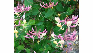 Unbranded Lonicera Plant - Periclymenum Belgica