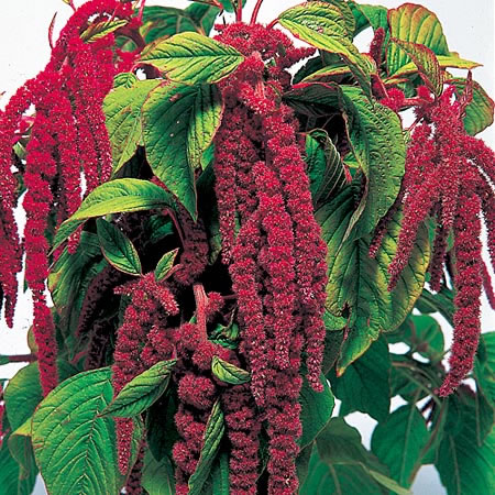 Unbranded Love-Lies-Bleeding Crimson Seeds Average Seeds