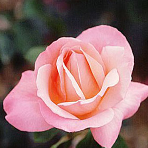 Unbranded Lovely Lady - Hybrid Tea Rose (pre-order now)