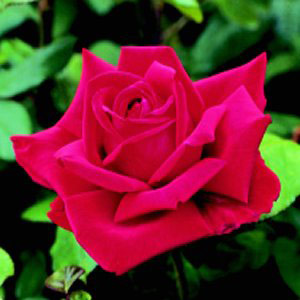 Unbranded Loving Memory Hybrid Tea Rose (pre-order now)