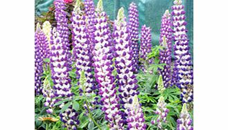 Unbranded Lupin Plant - Jupiter