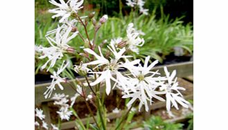 Unbranded Lychnis Plant - White Robin