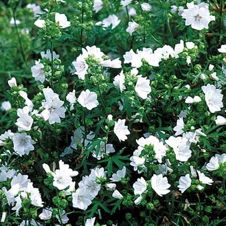 Unbranded Malva Moschata Alba Seeds Average Seeds 190