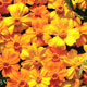 Unbranded Marigold Citrus Seeds