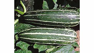 Unbranded Marrow Badger Cross F1 Seeds