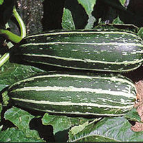 Unbranded Marrow Seeds - Badger Cross F1