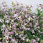 Unbranded Matthiola Bicornis Seeds 416713.htm