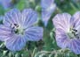 Meadow Cranesbill