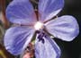 Meadow Geranium