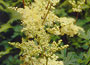 Meadowsweet