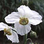 Unbranded Meconopsis Betonicifolia Alba Potted Plants