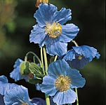 Unbranded Meconopsis Betonicifolia Potted Plants 403111.htm