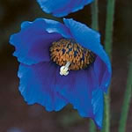 Unbranded Meconopsis Lingholm Plants