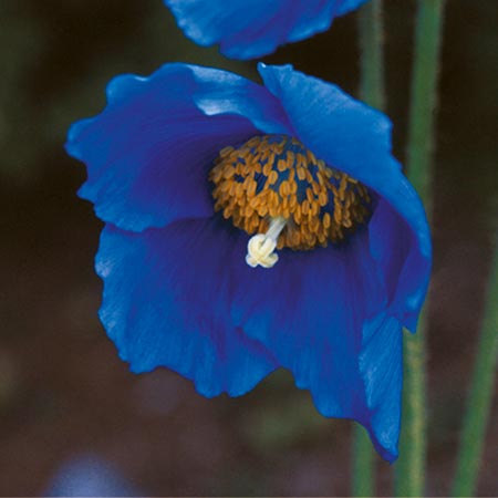 Unbranded Meconopsis Lingholm Seeds Average Seeds 120