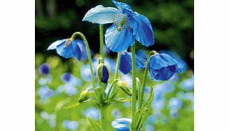 Unbranded Meconopsis Plant - Lingholm