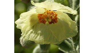 Unbranded Meconopsis Plant - paniculata