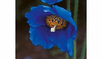 Unbranded Meconopsis Seeds - Lingholm