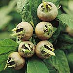 Unbranded Medlar Westeveldt 479738.htm