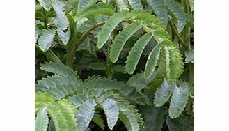 Unbranded Melianthus Plant - Major