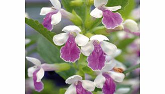 Unbranded Melittis Royal Velvet Plants