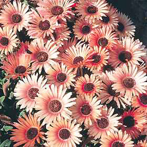 Unbranded Mesembryanthemum Apricot Tutu Seeds