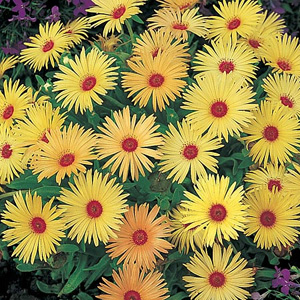 Unbranded Mesembryanthemum Lemon Soda Seeds